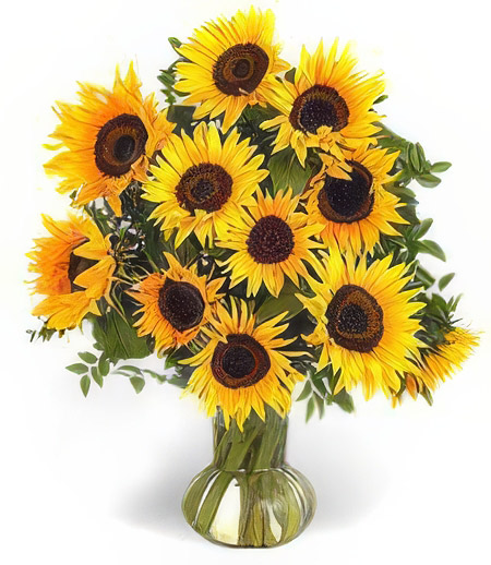 Yellow Sunflowers -- New Baby