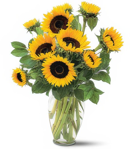 Sunflowers for You