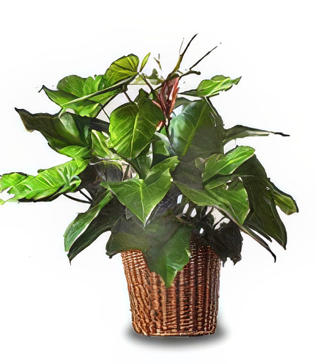 Red Duchess Philodendron