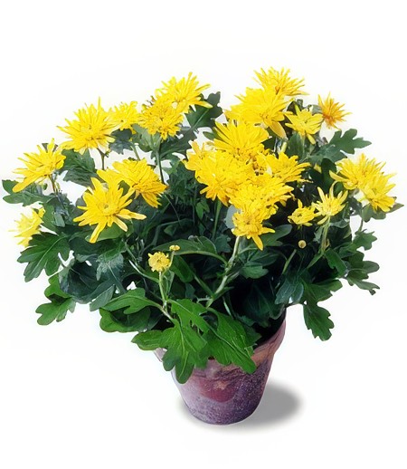 Congratulations Cushion Chrysanthemum