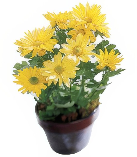 Birthday Daisy Chrysanthemum