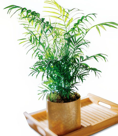 Funeral Palm