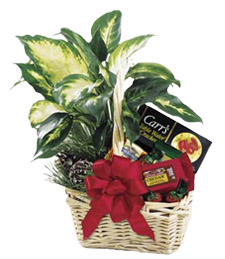 Gift Basket & Plant