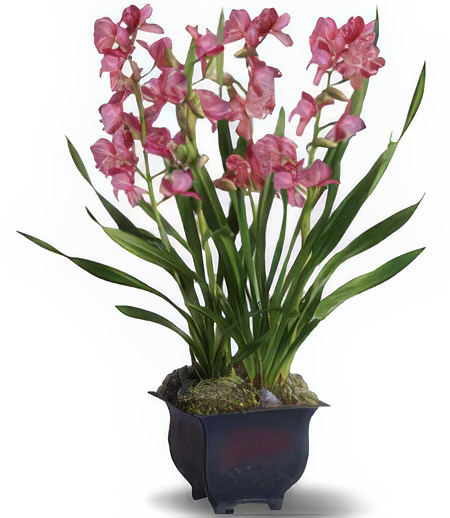 Enchanting Orchids