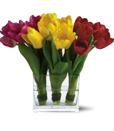 A Trio of Tulips