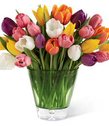 Dazzling Colorful Tulips
