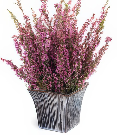 Rosy Pink Heather