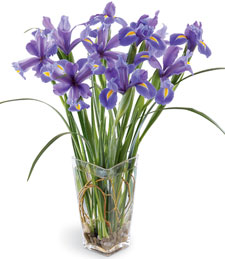 Flowering Iris