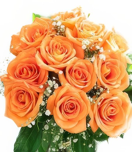 Orange Crush Roses