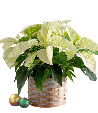 White Poinsettia Plant