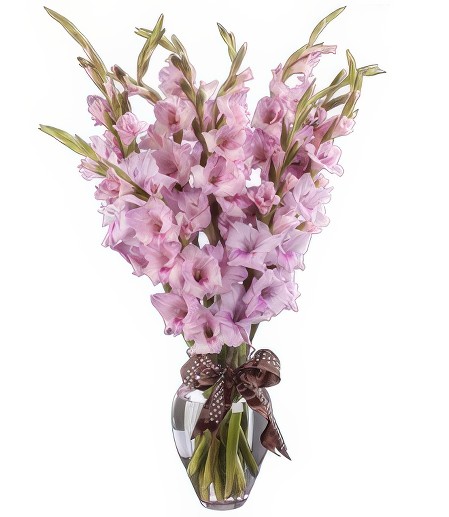 Pink Gratitude Gladiolus