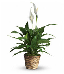 Peaceful Tranquility Spathiphyllum