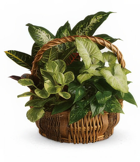 Green Garden Basket