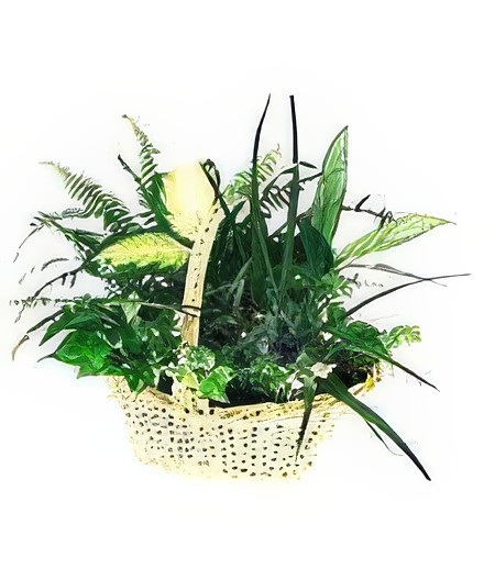 Assorted Plant Basket