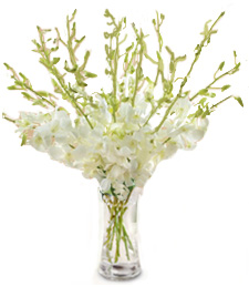 Enchanting 'Just Because' Bouquet