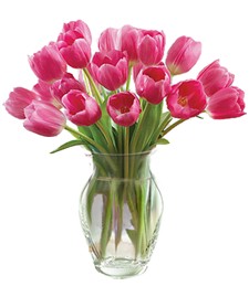 Purely Pink Tulips