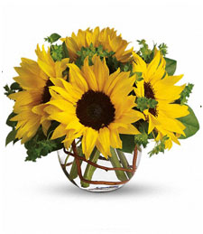 Sunflowers of Sun