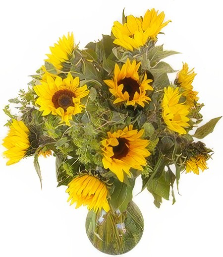 Lavish Sunflowers