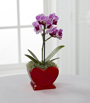 Heart Full of Love Valentine's Day Orchid Plant