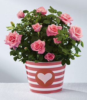 So Sweet Valentine's Day Mini Rose