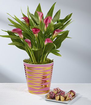 Our Love is Gold Valentine Calla Lily with Chocolate Covered Fortune Cookies