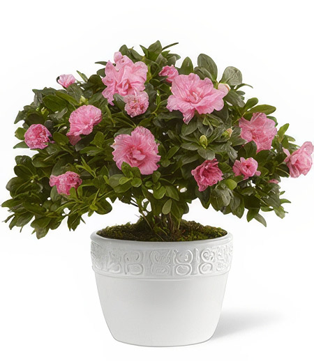 My Pretty Pink Azalea Sympathy Bouquet