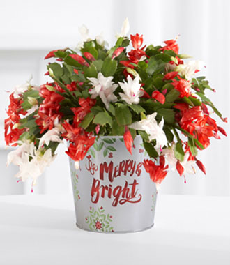 Red & White Christmas Cactus