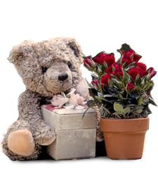Miniature Roses & Teddy Bear