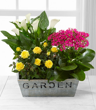 The FTD Sunlit Simplicity Dishgarden by Better Homes and Gardens - Better
