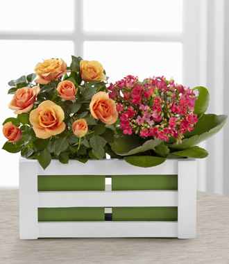 The FTD� Spring Surprises Plant Duo by Better Homes and Gardens� - GOOD