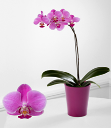 Smithsonian Dream's Discovery Phalaenopsis Orchid
