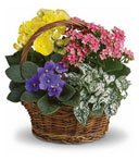 Spring in Bloom Basket