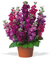 Sale: Garden Flora Pot