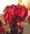 Large Poinsettia