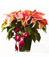 Pink Poinsettia