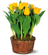 Yellow Potted Tulips