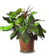 Sale: Red Duchess Philodendron