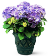 Sale: My Little Purple Hydrangea