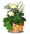 Sale: Garden Basket with Yellow Carnations