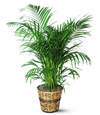 Sale: Areca Palm Plant