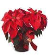 Red Poinsettia