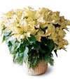 White Poinsettia Basket