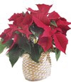 Red Poinsettia Basket