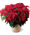 Red Poinsettia Basket