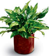 Funeral Chinese Evergreen