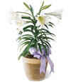 My Easter Lily
