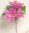 Pink Daisy Boutonniere
