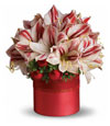 Candy Cane Amaryllis