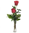 Two Red Roses