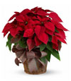 Red Poinsettia